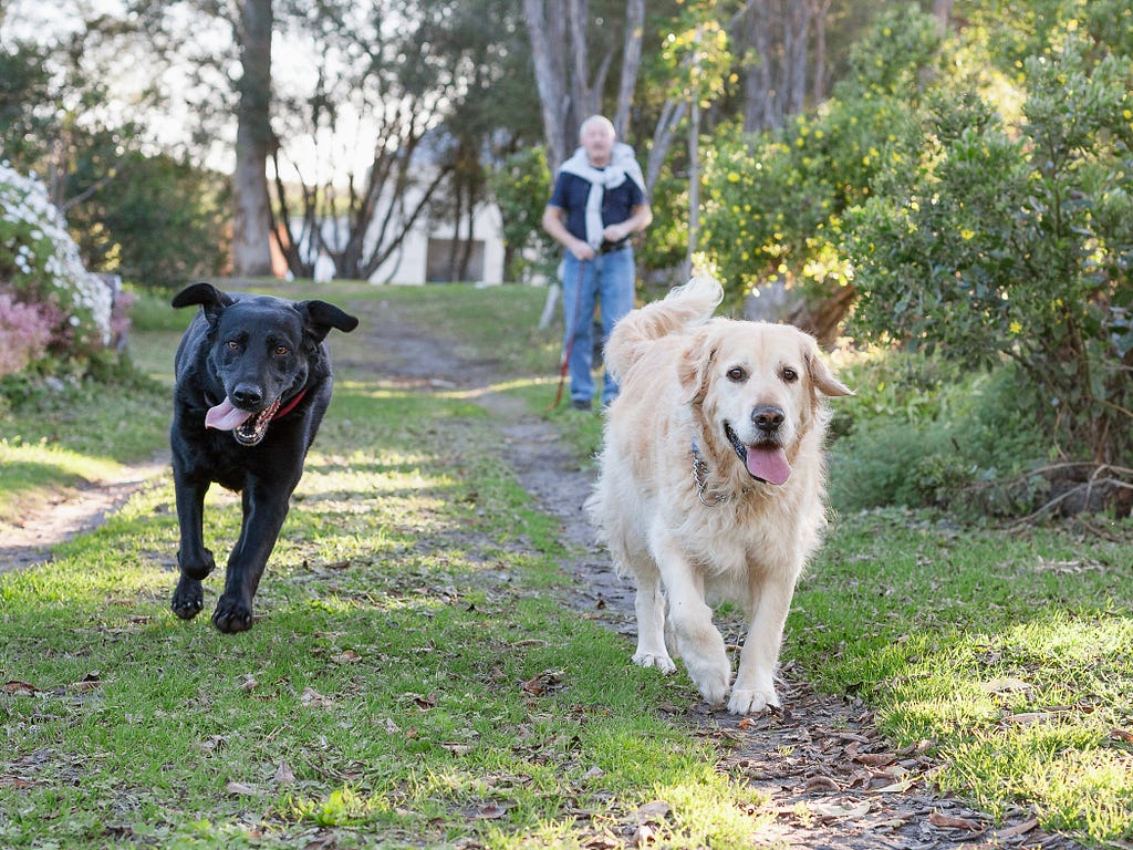 Black labrador and golden retriever run towards the camera together in an outdoor park setting with a man standing in the background.