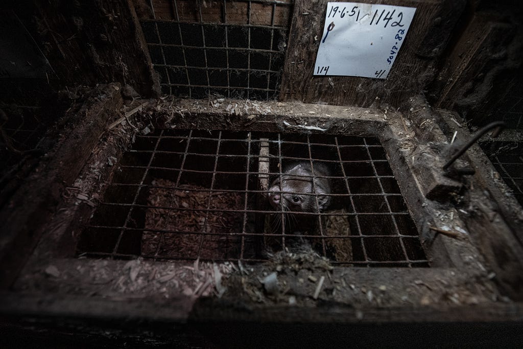 A lone female mink looks out through rusted wire mesh from the inside of a nesting box at a fur farm in Quebec, Canada. The exterior of her tiny enclosure in coated with a buildup of dirt and debris. Canada, 2022. We Animals Media