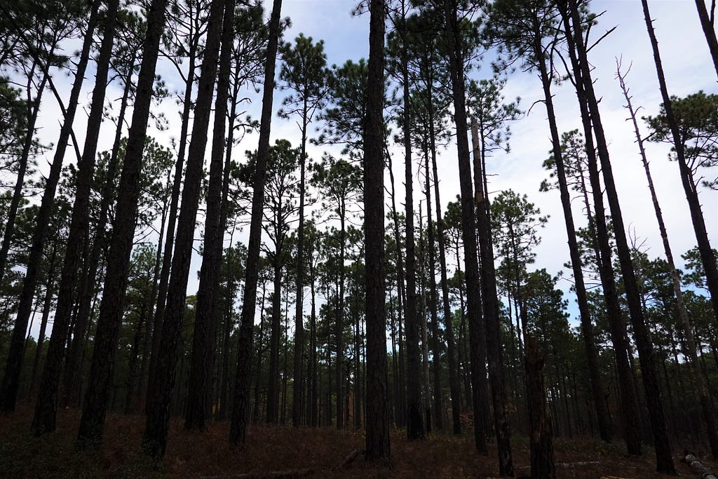 A bunch of trees