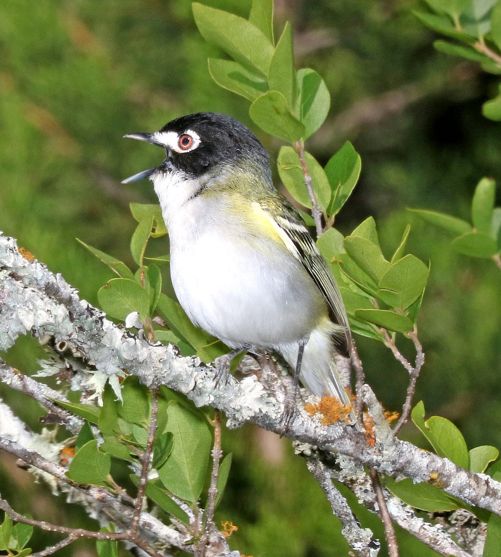 Black-capped vireo on a tree branch.