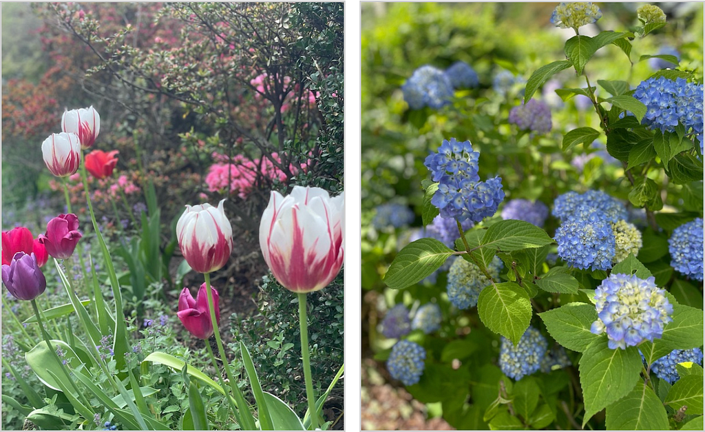 Tulips and Hydrangeas by Zimmer Gardens in Kingston NY