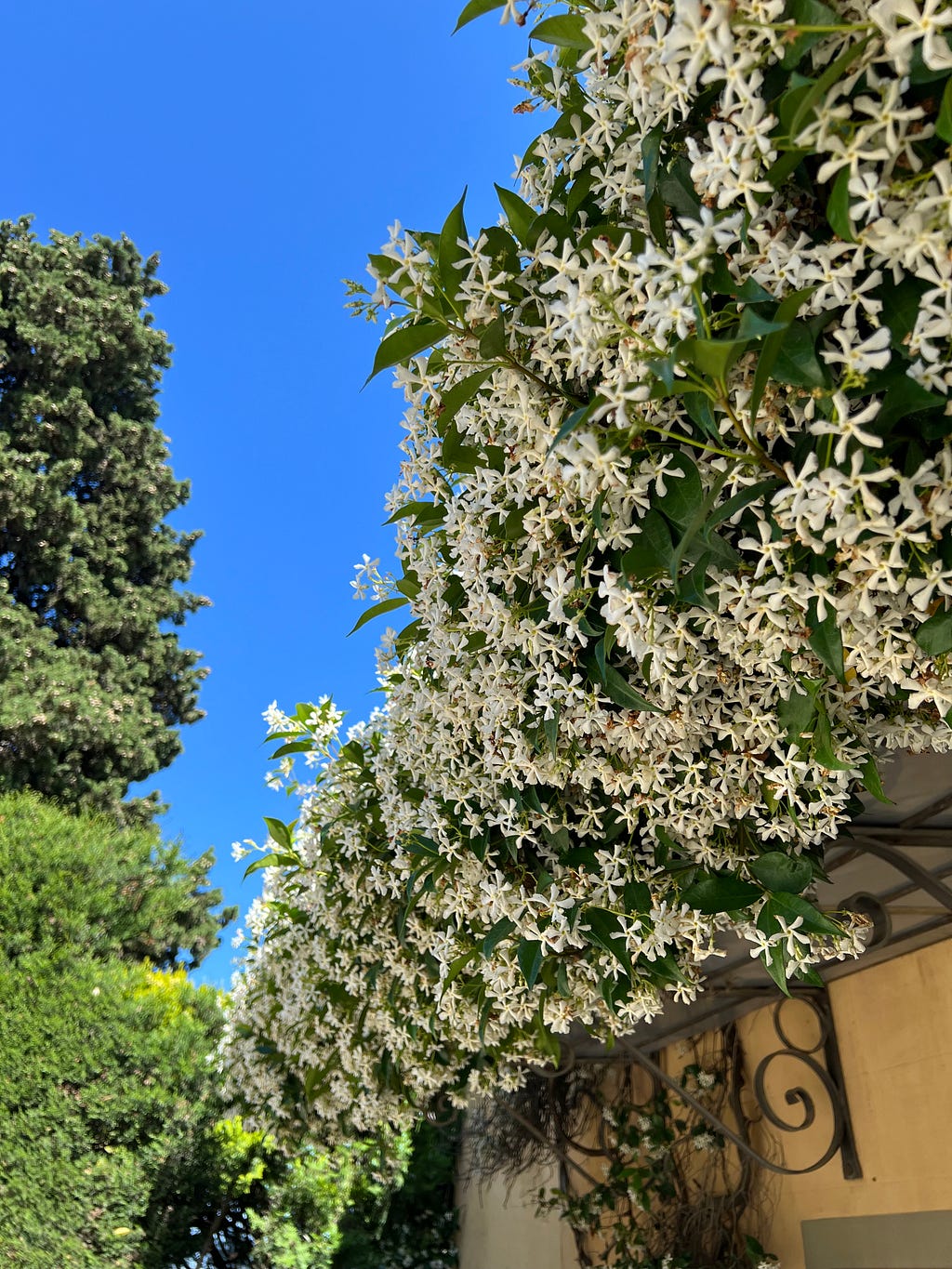 Jasmine, in full bloom with thousands of tiny white and fragrant blossoms.