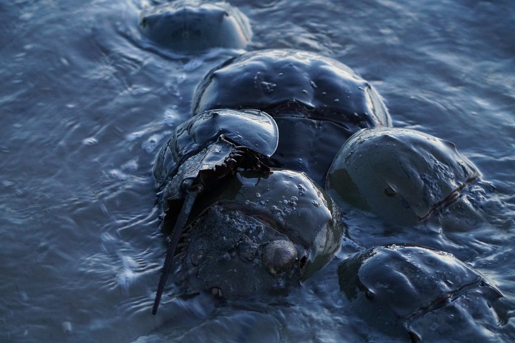 During a tagging event, horseshoe crabs (Limulidae) in the moonlight at Cape May National Wildlife Refuge.