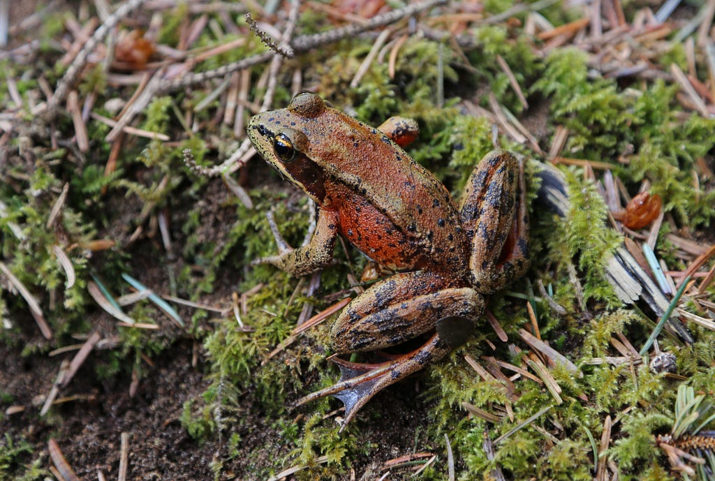 Reddish frog sitting on the ground