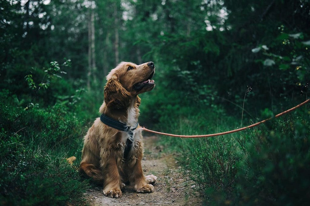 An image of a puppy wearing a no-pull harness