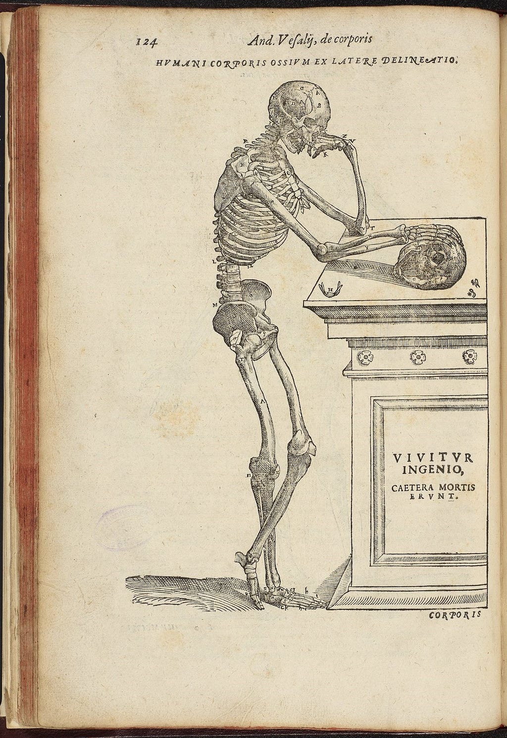 Illustration of standing human skeleton