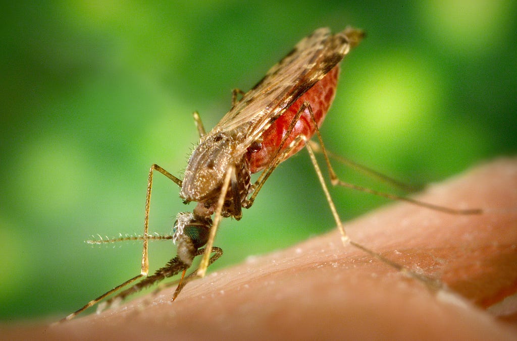 A mosquito sitting on skin.