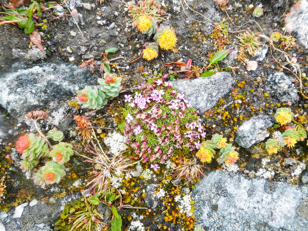 An astounding number and variety of wild flowers bloomed on the arctic tundra in Labrador’s Torngat Mountains National Park in July.