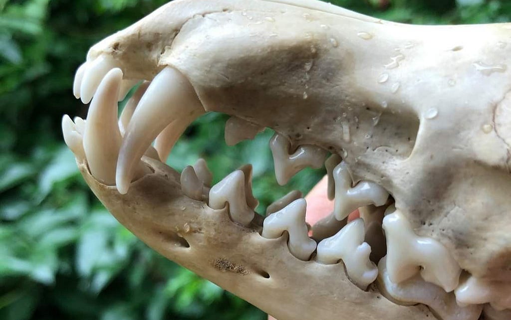 A photograph of the close up of a fox skull and teeth