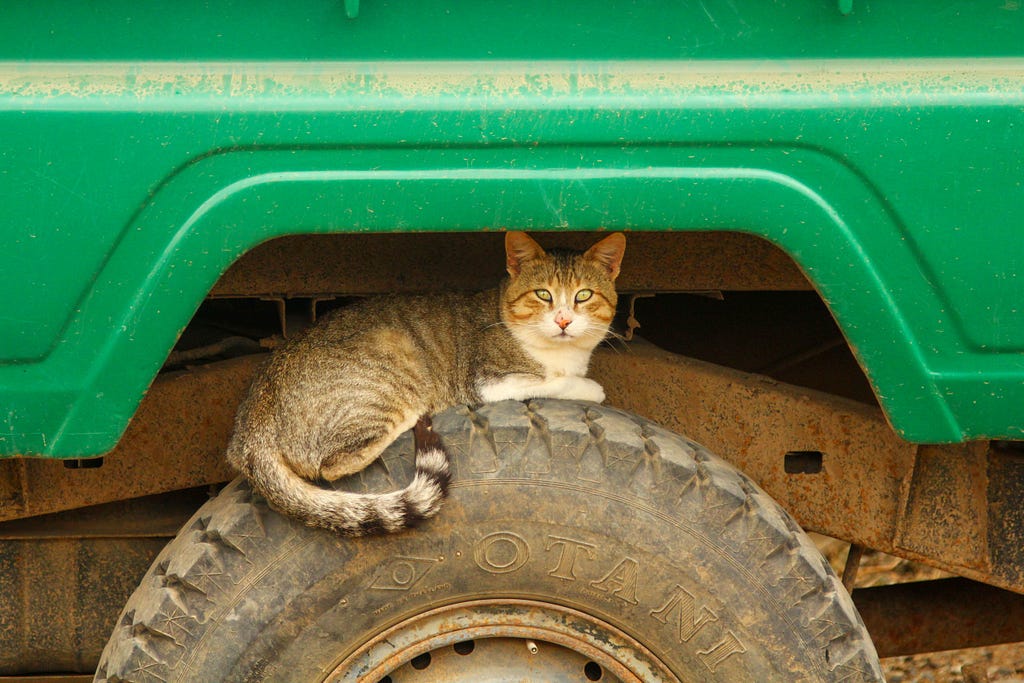 Cat sitting on truck tire.