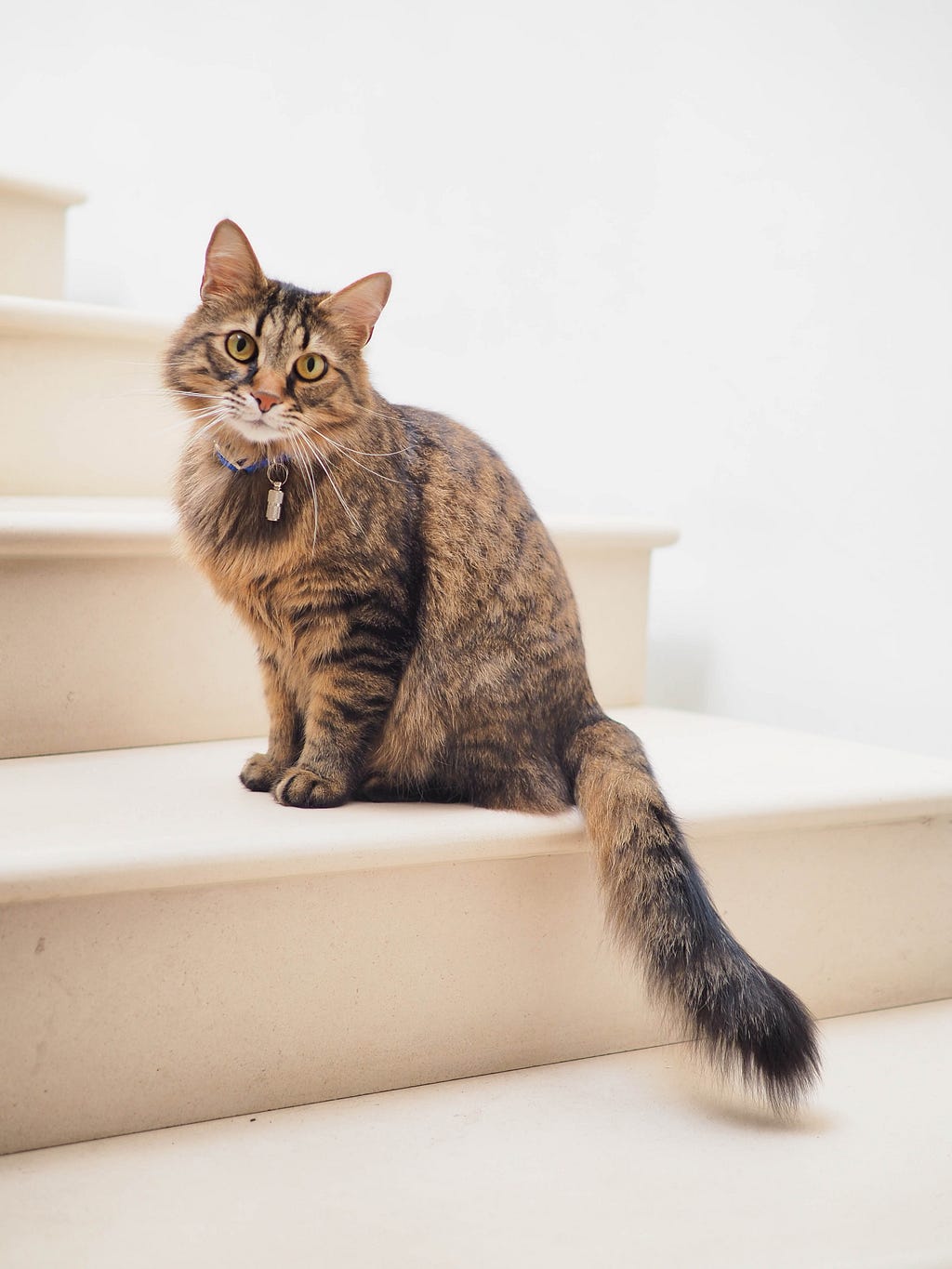 cat picture by   Alexander London from unsplash
