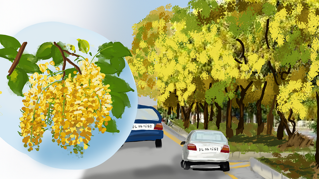 A burst of flamboyant and playful yellow Amaltas trees, brighten up a dull traffic laden road in New Delhi, India