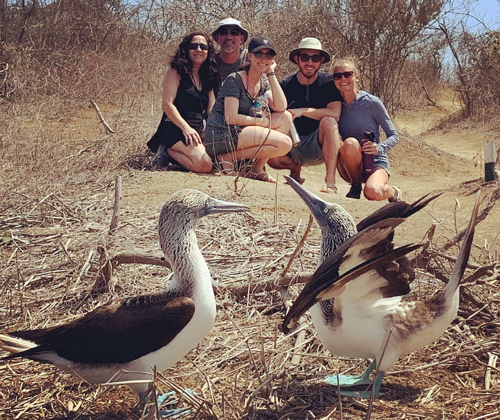 Family of five sit in the background as a male and female blue footed booby conduct their courting dance on Isla de la Plata.