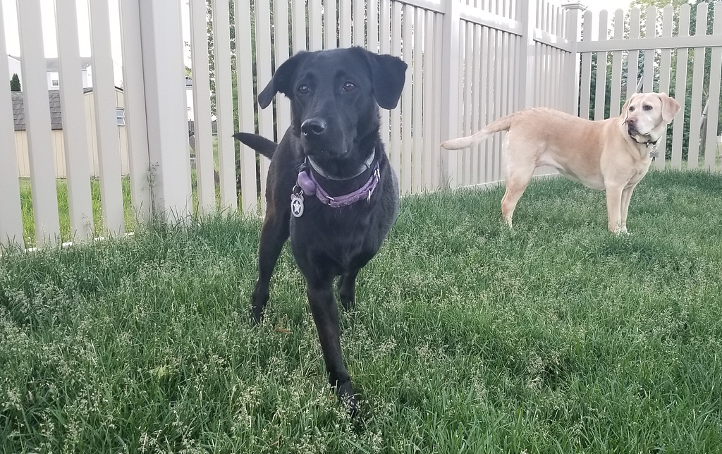 Alice, black lab, left, and Nell.