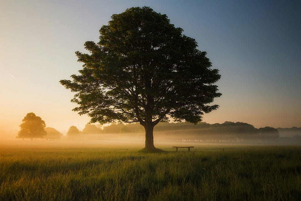 Photo by <a href=”https://unsplash.com/@simonfromengland?utm_content=creditCopyText&utm_medium=referral&utm_source=unsplash">Simon Wilkes</a> on <a href=”https://unsplash.com/photos/green-leafed-tree-surrounded-by-fog-during-daytime-S297j2CsdlM?utm_content=creditCopyText&utm_medium=referral&utm_source=unsplash">Unsplash</a>