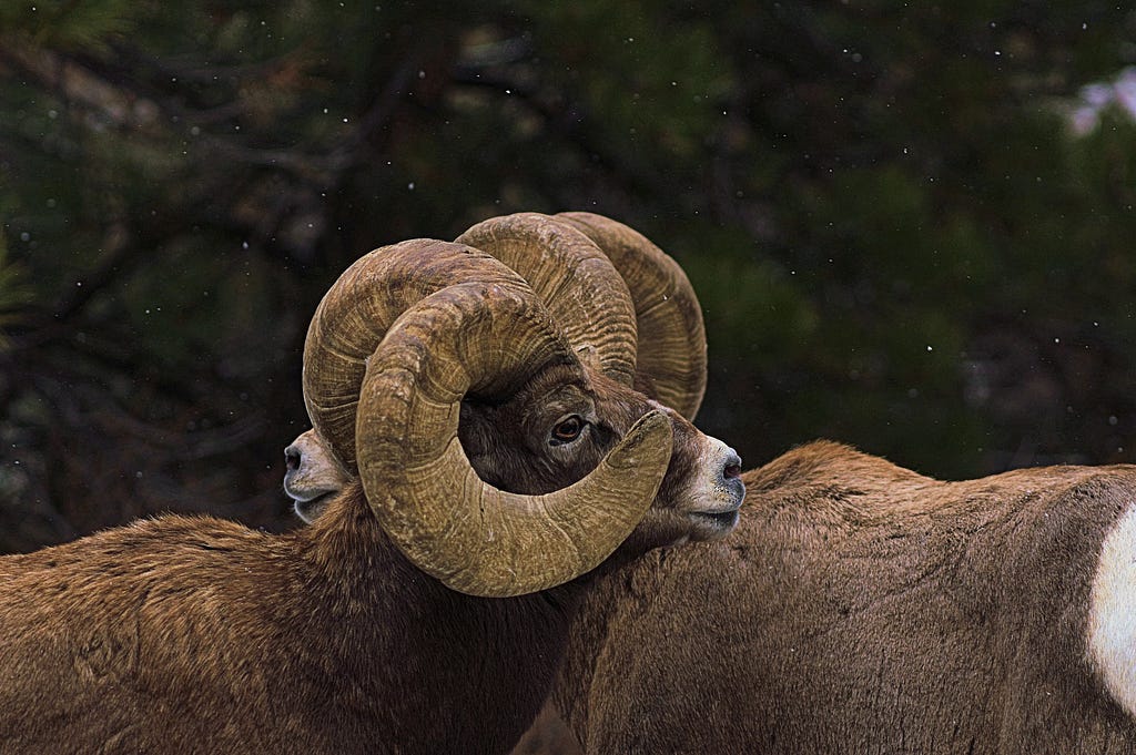 two male bighorn sheep rubbing heads