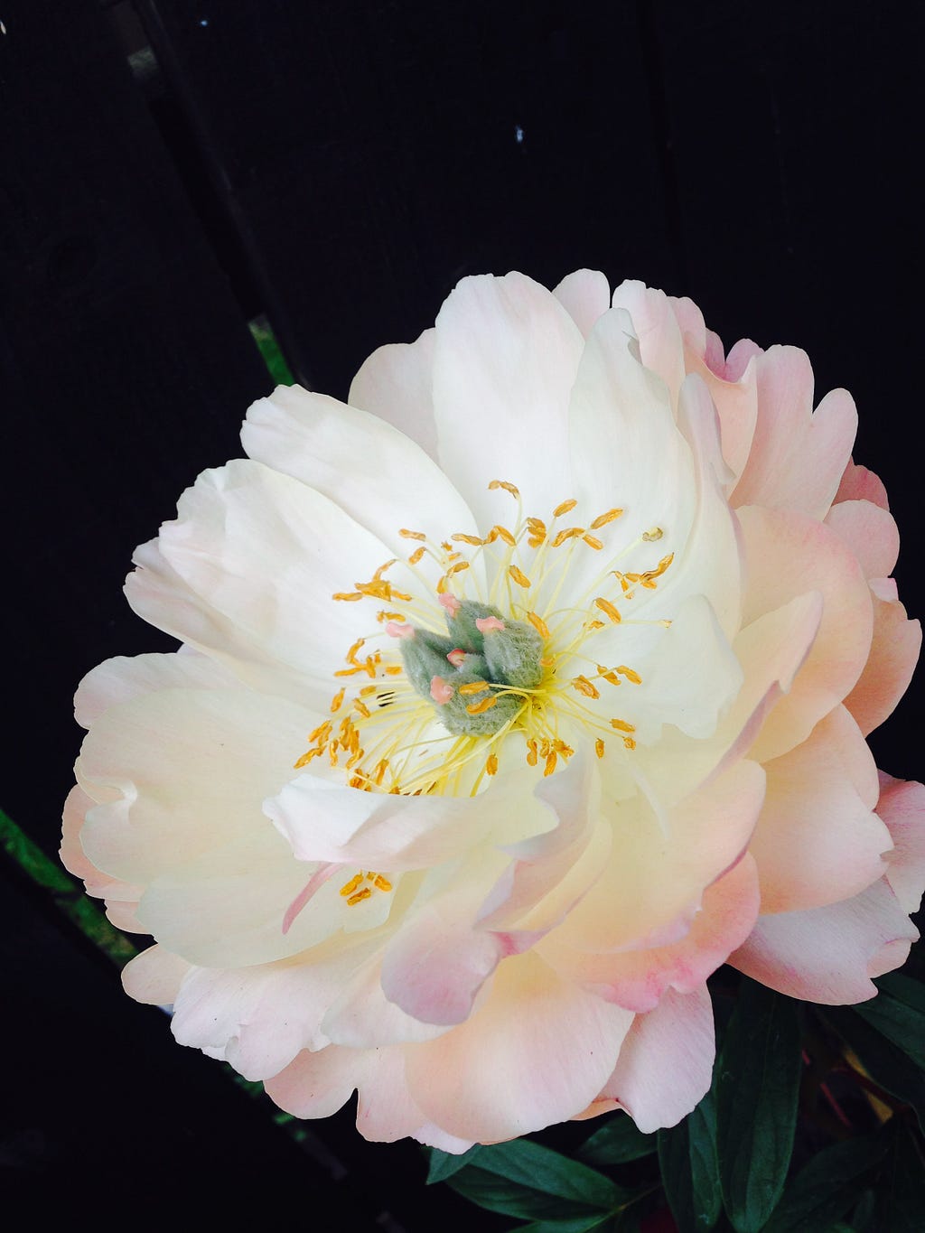 Photo of a peony flower grown by the author.