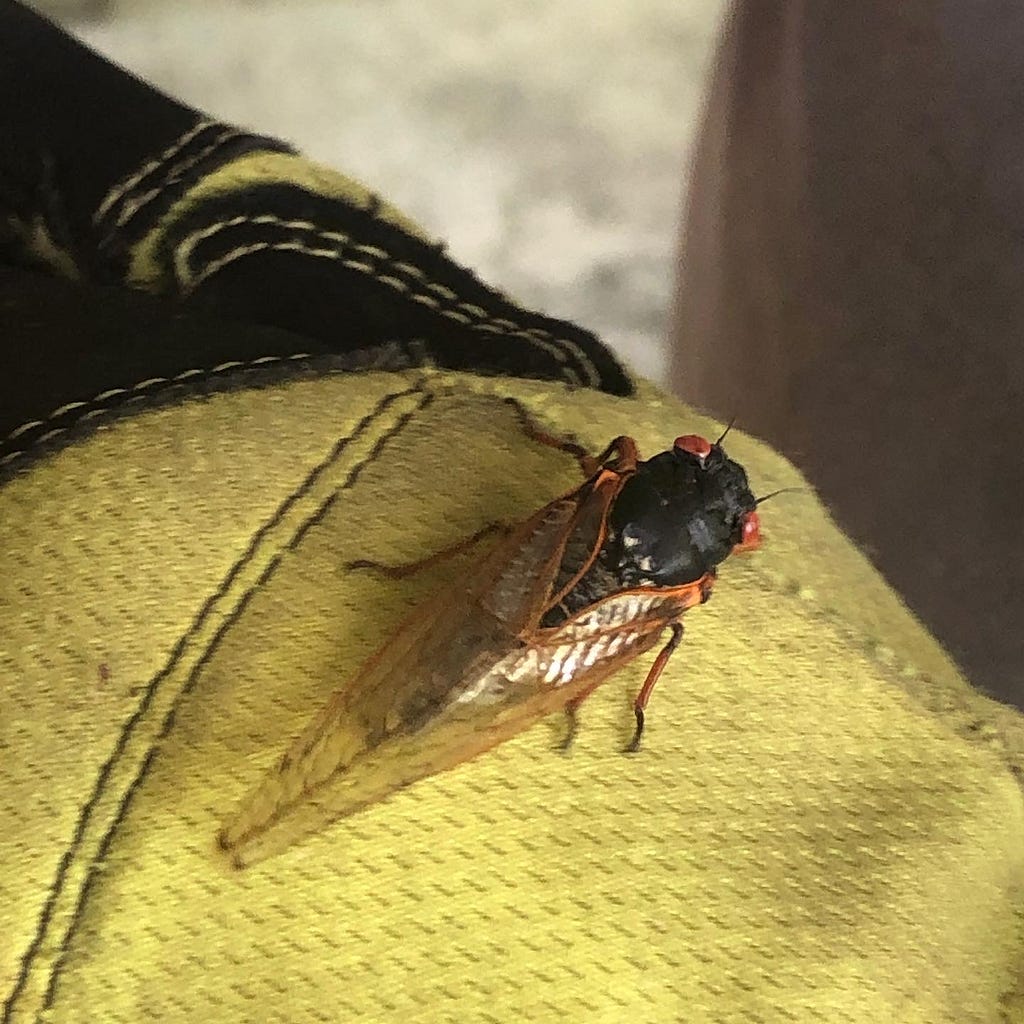 Periodic cicada, Magicicada cassinii.