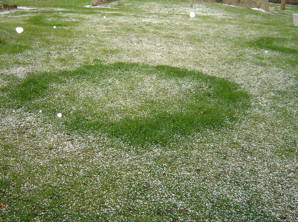 Photo of a fairy ring (circle of vibrant green grass surrounded by less colourful grass)