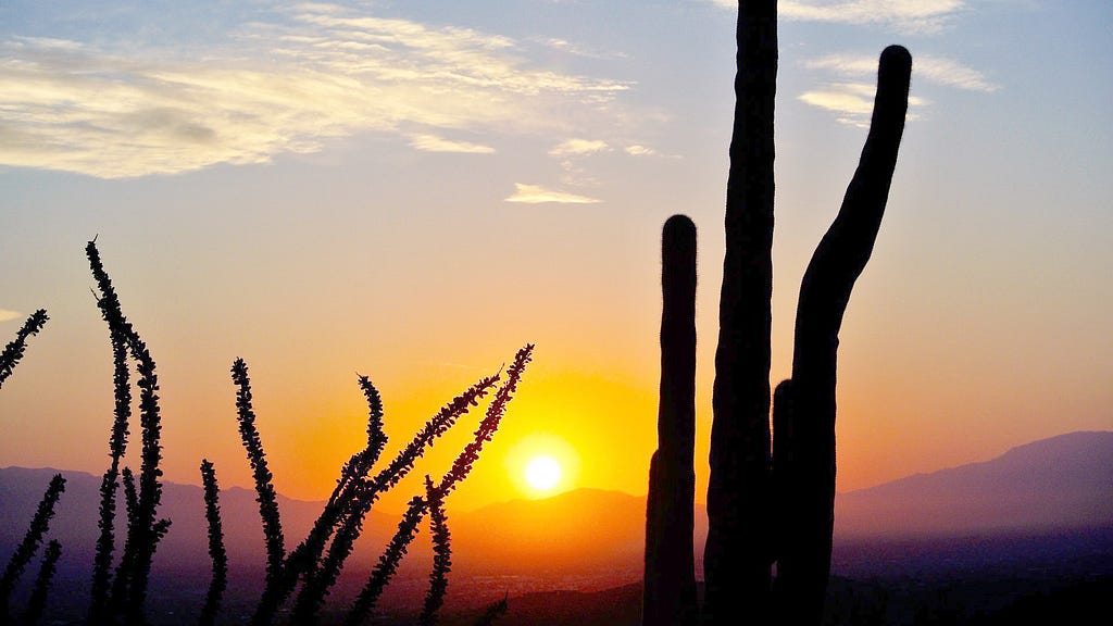 Cacti against setting desert sun.