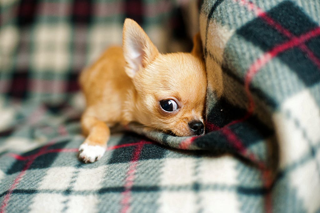 A Chihuahua puppy