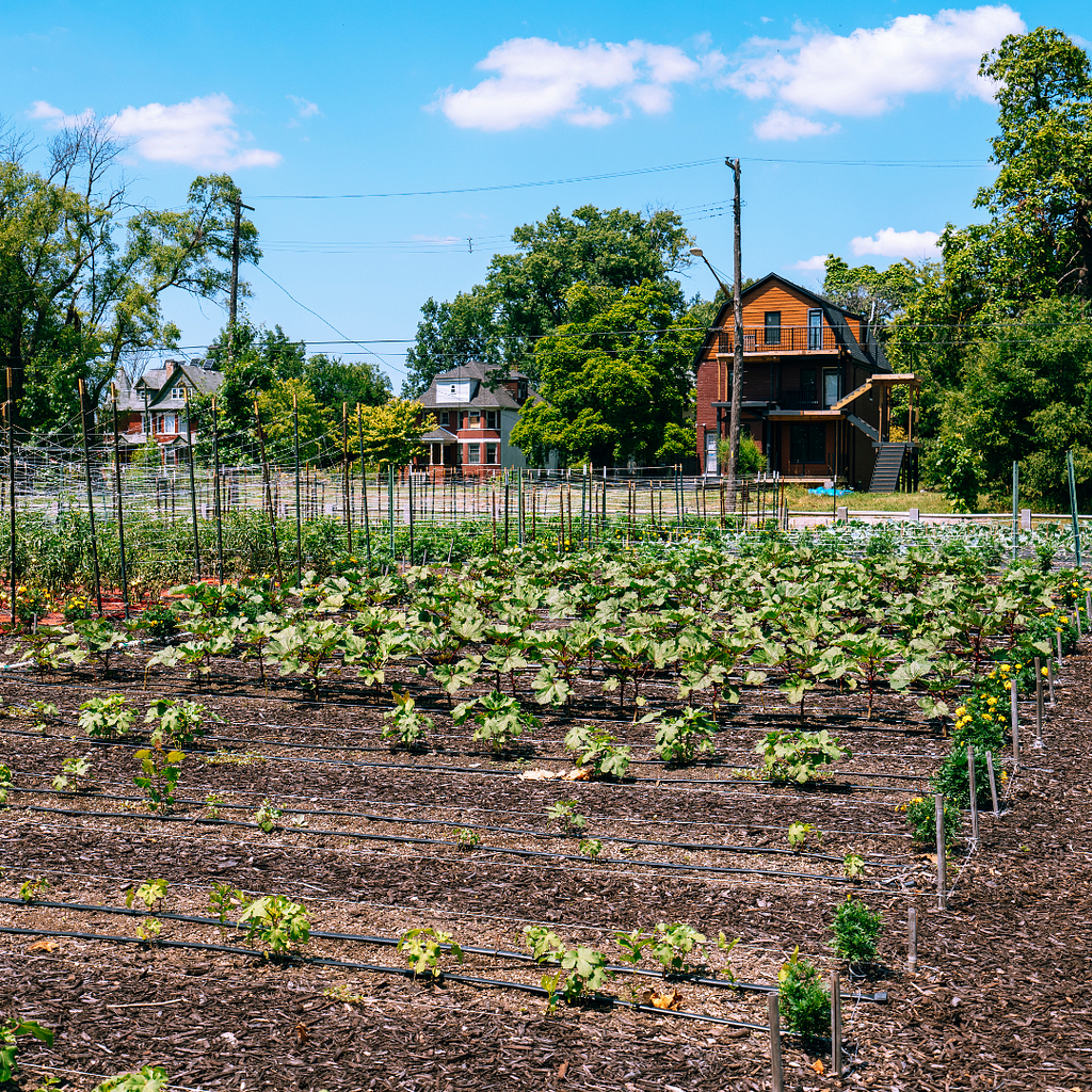 A community garden in an urban area with rows of vegetable plants and houses in the background. The garden is well-maintained with a variety of crops growing.