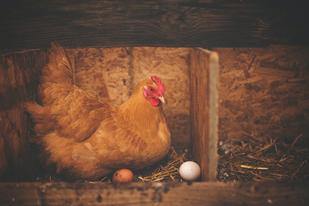 Photo by Alison Burrell: https://www.pexels.com/photo/brown-hen-near-white-egg-on-nest-195226/