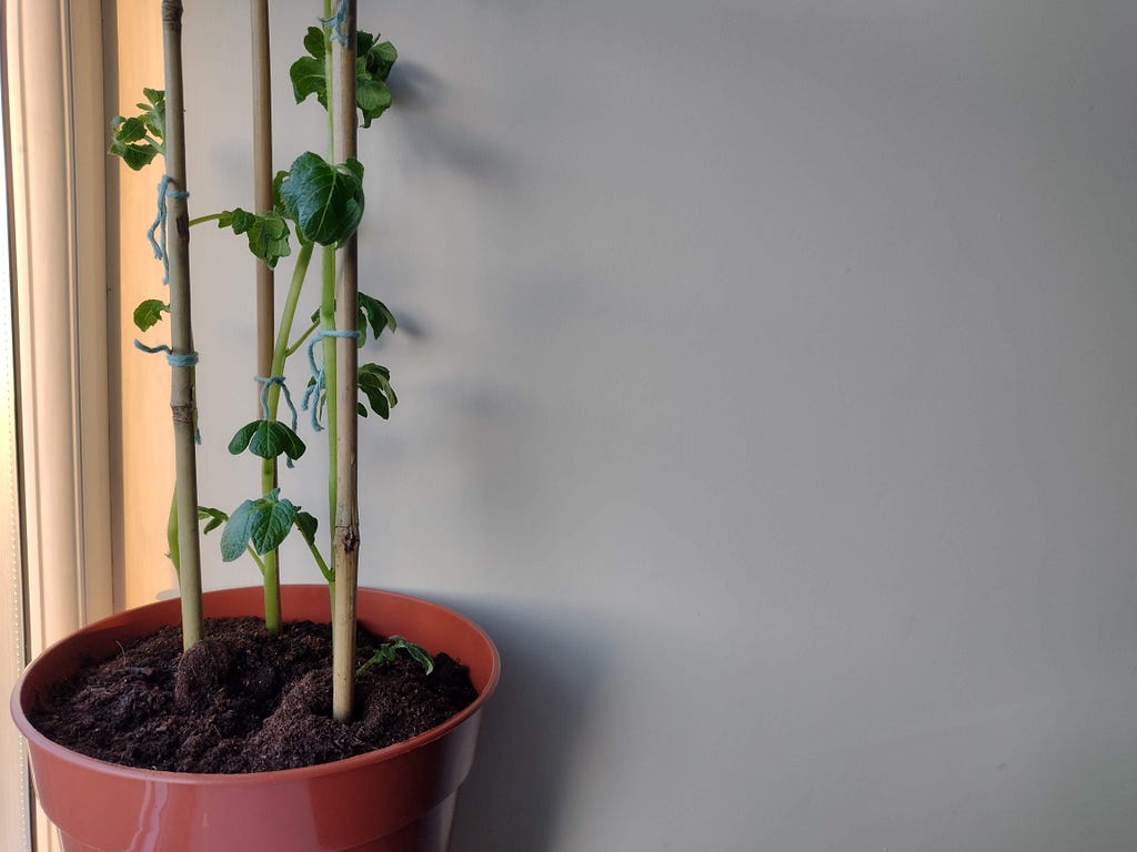 A plant in a brown pot against a white wall. On the left you can see the glow of sunlight.