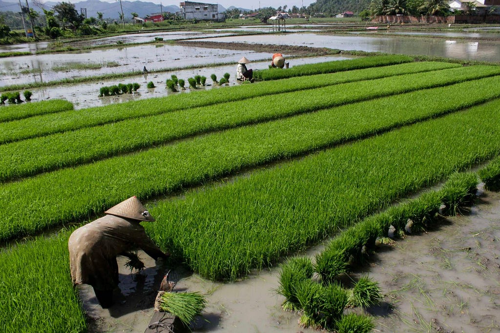 Paddy rice in Indonesia