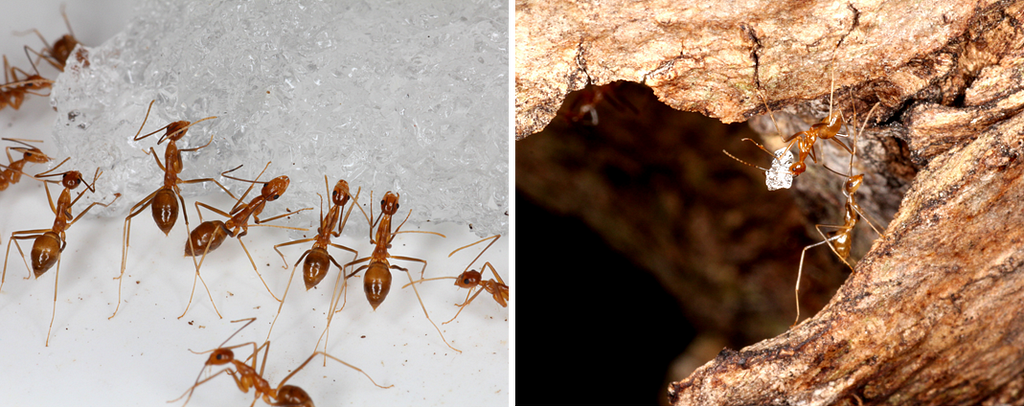 Yellow crazy ants eating the hydrogel, while one carries a piece of hydrogel to the nest inside a tree root.