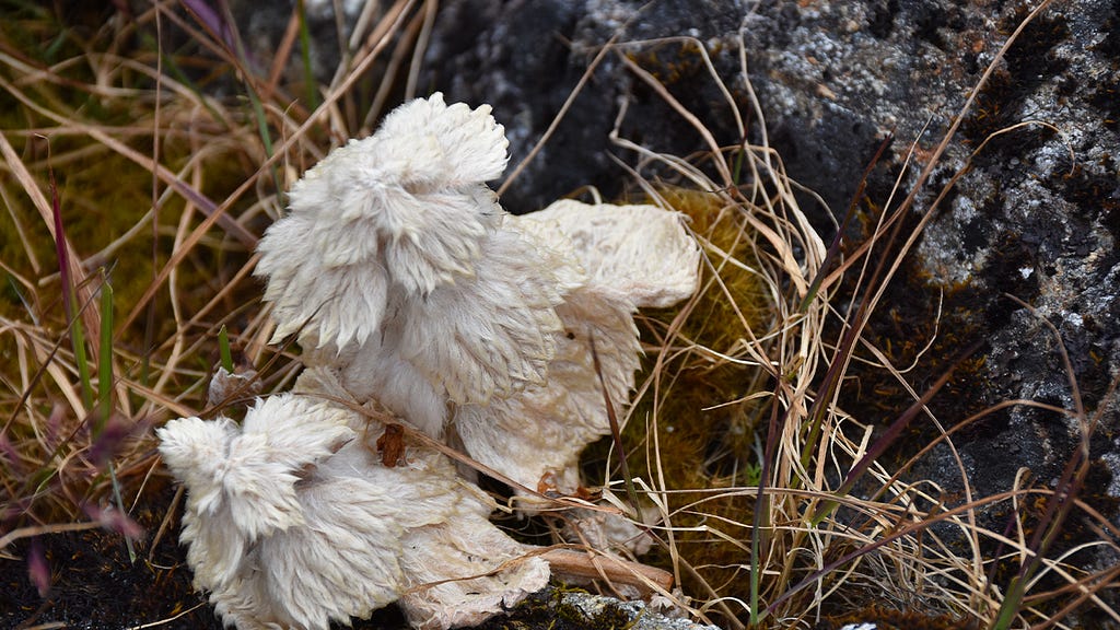 Wild species on the way to kanchenjunga south base camp trek