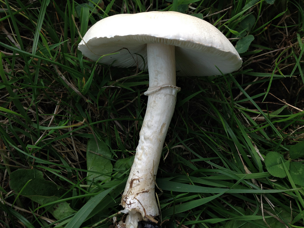 real life destroying angel which is represented in assassins creed valhalla
