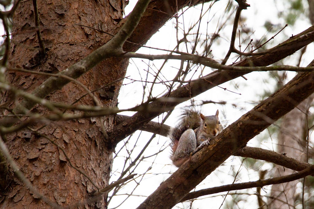 A gray squirrel sitting on a tree branch.