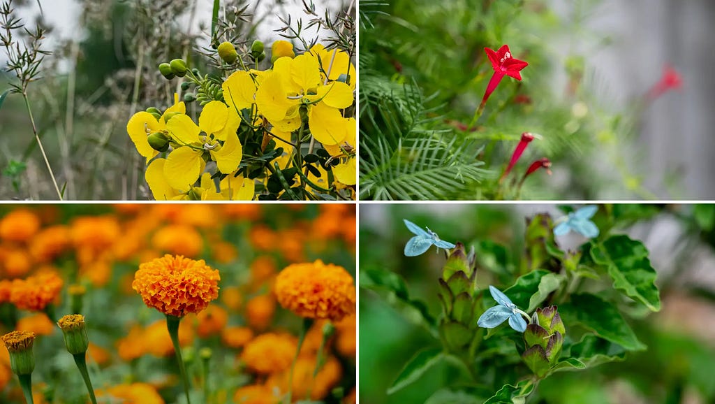 Tanner’s Cassia images, Ecbolium linneanum images, Marigold images, Cypress Vine images at NaturePicStock by PrivinSathy