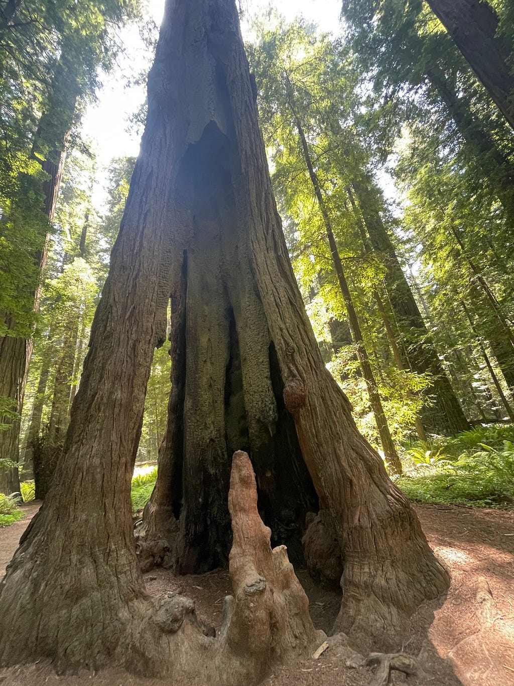 Redwood tree that survived wildfires