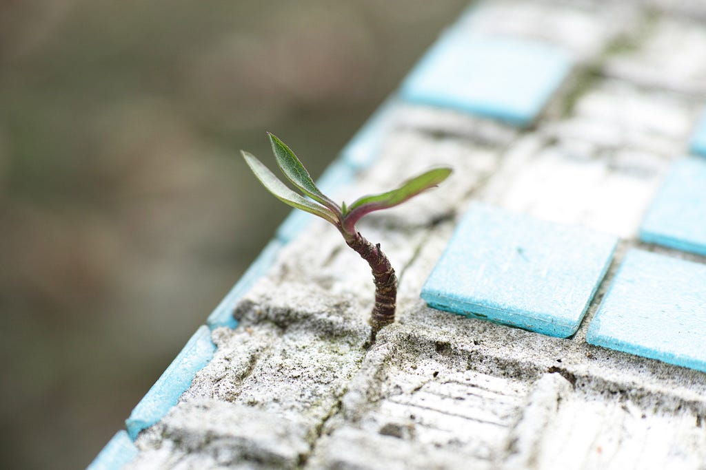 dev.chomba “Building for the Unexpected: The Importance of Resilience in Software Solutions”