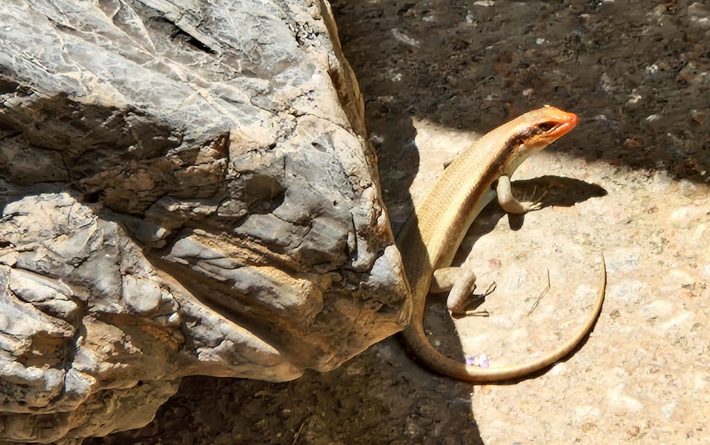 A striped lizard with an orange head, on the ground next to a rock.