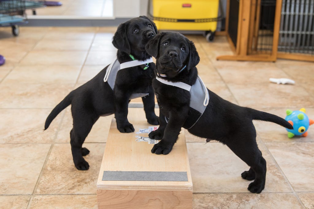 A photo of two service puppies provided by The Guide Dog Foundation