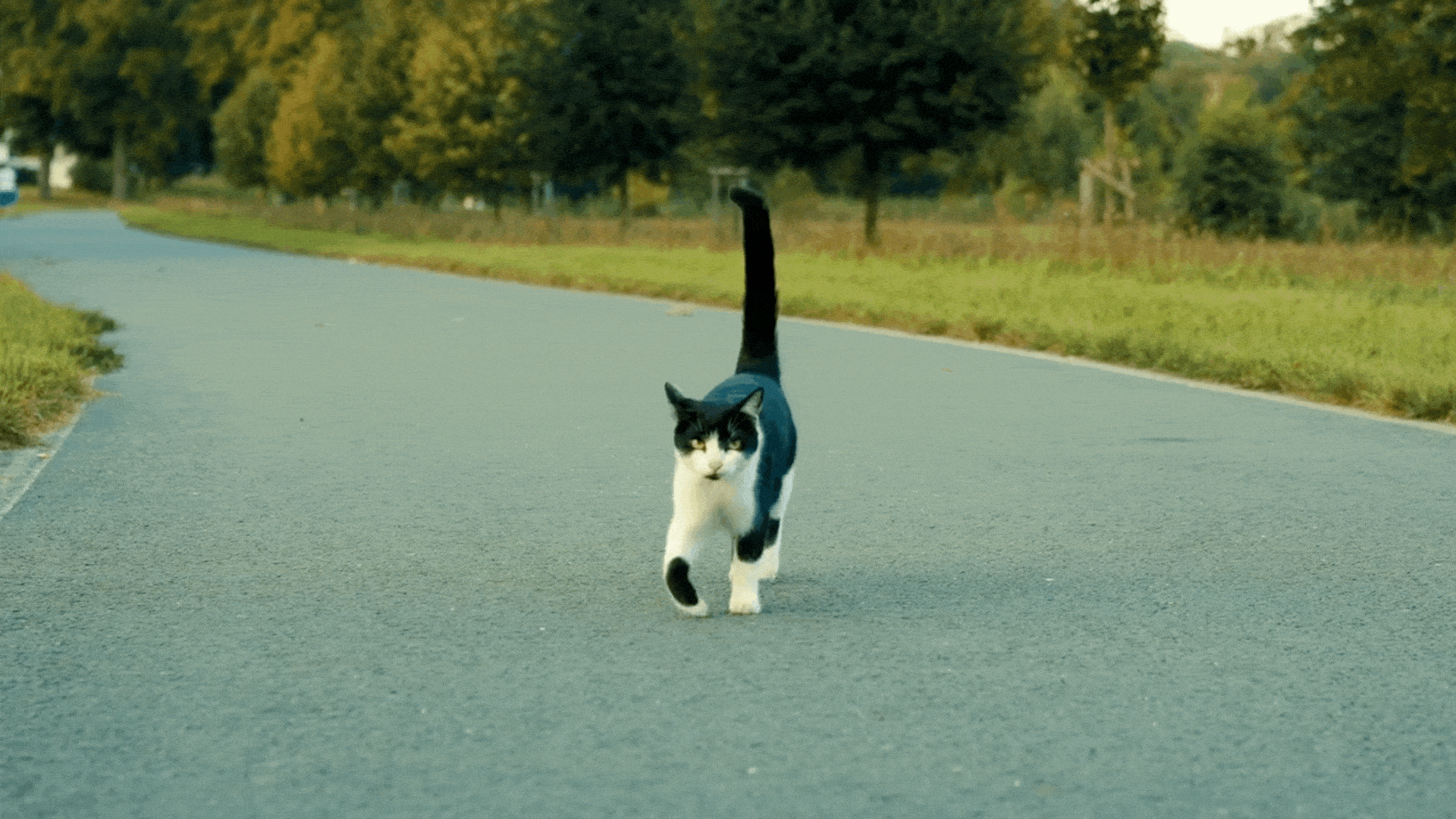 GIF of a cat walking with a unique gait similar to camels and giraffes”
