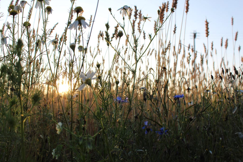 A close-up, low to the ground photo of tall flowers and weeds in a field with the sun shining through them.