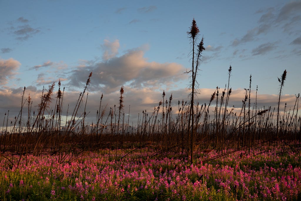 Fireweed field at sunset, Kenai Refuge