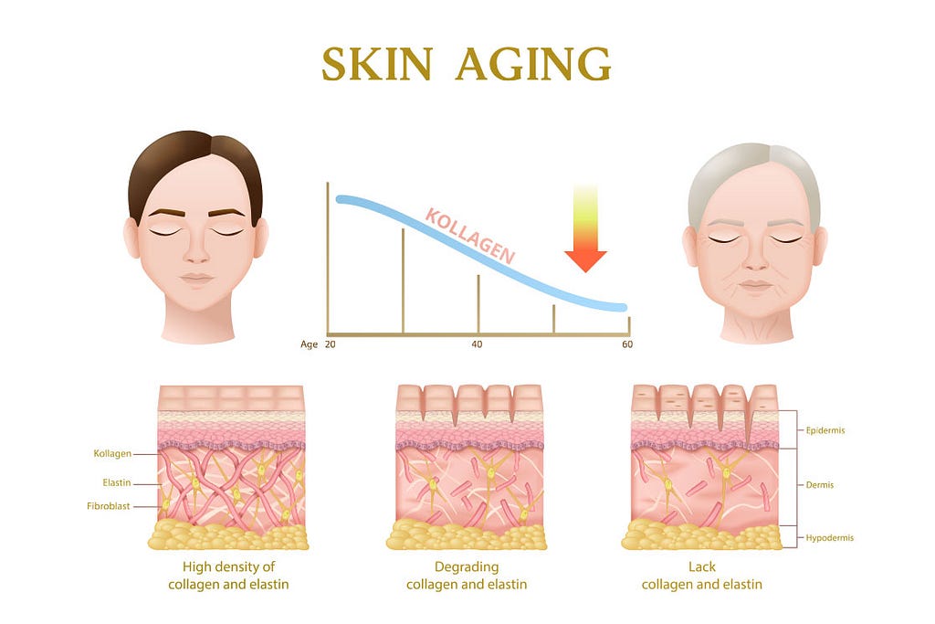 Skin aging process