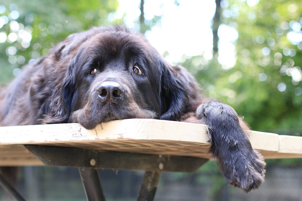 Picture of an all black Newfoundland dog lying on a picnic table looking like trouble.