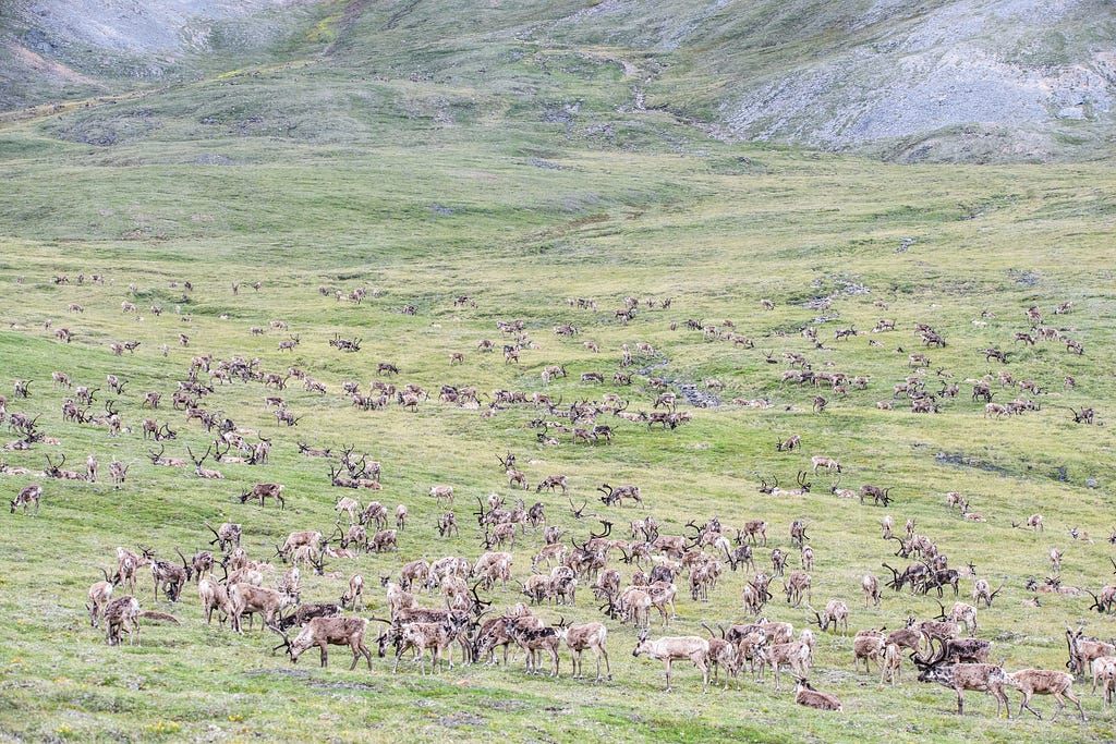 A large herd of caribou in green hills.