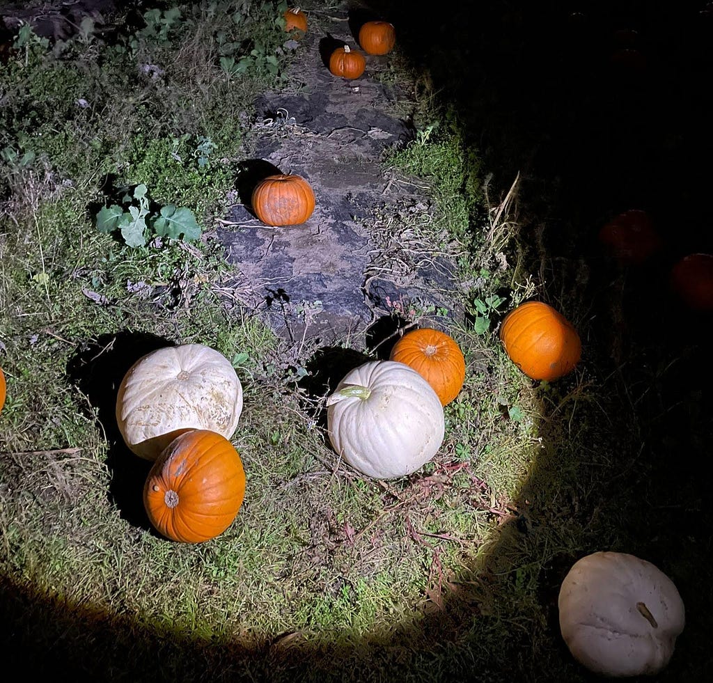 White and organge pumpkins in torchlight on a pumpkin patch.