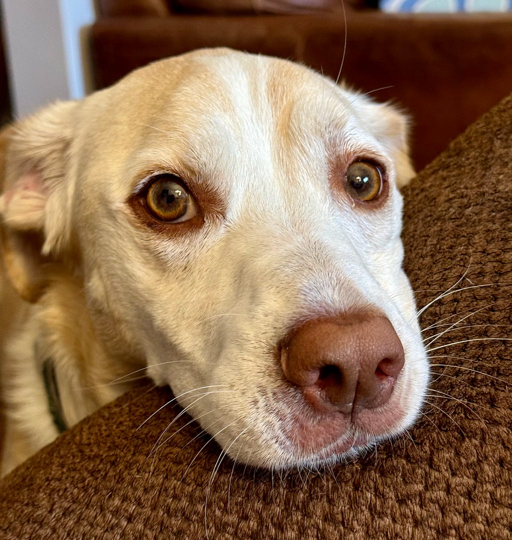 Dog staring at its owner.