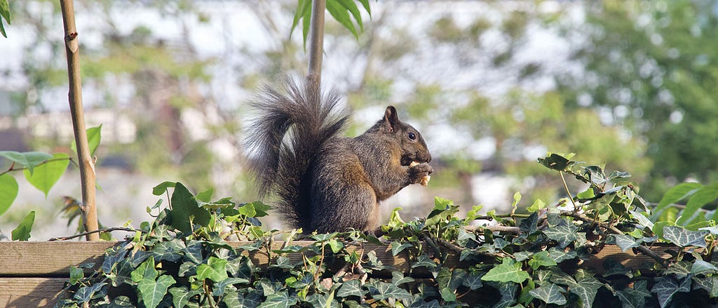 A brown-furred squirrel stands on top of a pile of green leaves and eats a nut held in its paws.