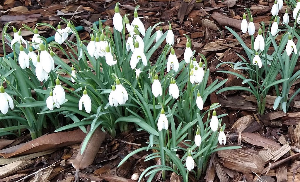 Group of snowdrops growing outdoors on bark