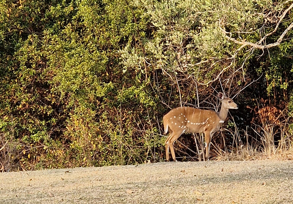 A brown female antelope with white spots and stripes, standing on grass in front of bushy vegetation.