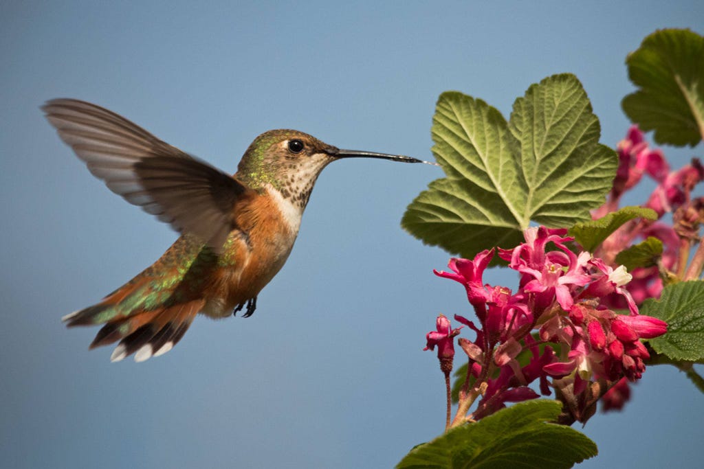 A female rufous hummingbird approaches a currant flower to feed